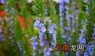 水养迷迭香怎么种 迷迭香怎么种
