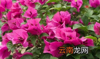 如何种植三角梅 三角梅种植方法