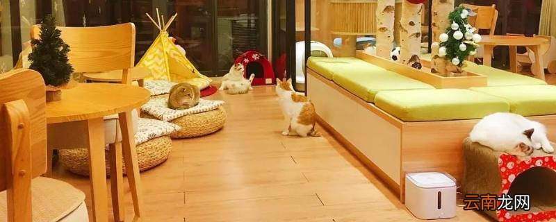 宁波哪个猫咖有德文