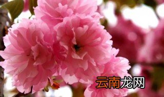 樱花怎么种出来的 樱花怎么种