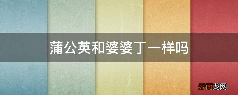 蒲公英和婆婆丁一样吗
