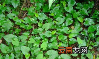 鱼腥草怎么种 鱼腥草怎么种植又胖又嫩