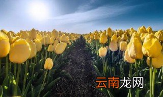 怎么种郁金香 怎么种郁金香种子