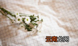 雏菊怎么种 雏菊怎么种植盆栽