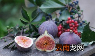 无花果怎么种 无花果怎么种植和养护