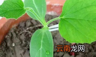 小葫芦怎么种 小葫芦怎么种植方法