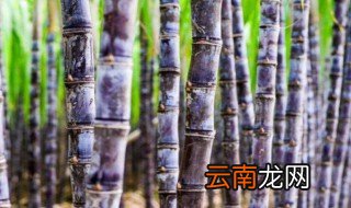 怎么种甘蔗，mc怎么种甘蔗
