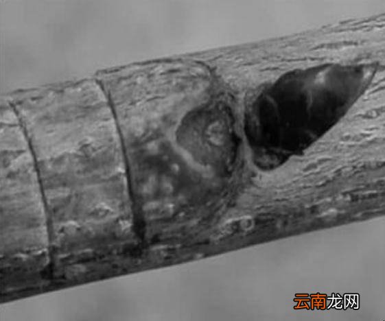 柱形樱桃树怎样刻芽