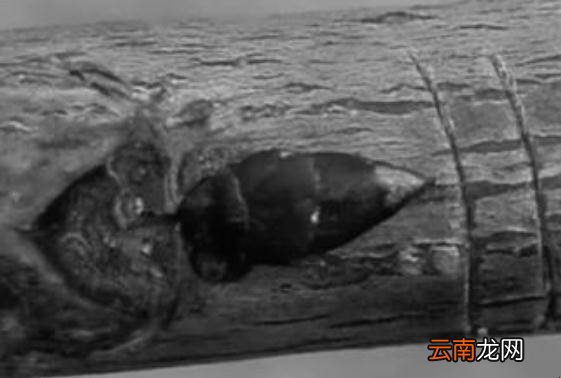柱形樱桃树怎样刻芽