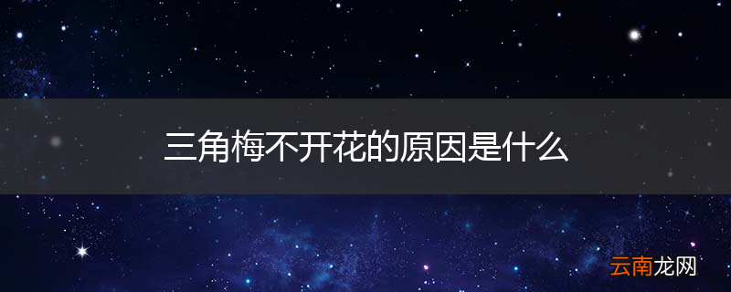 三角梅不开花的原因是什么