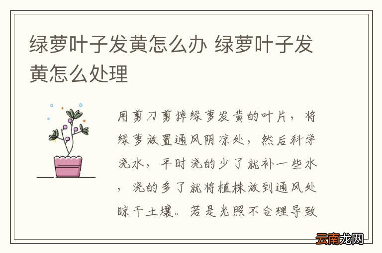 绿萝叶子发黄怎么办 绿萝叶子发黄怎么处理