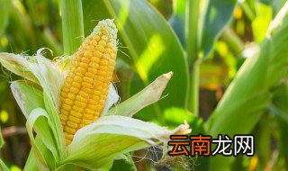 冷水下锅的玉米煮多久好吃窍门 冷水下锅的玉米煮多久好吃