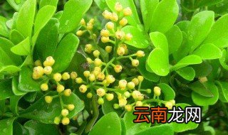 才种的米兰花落叶了怎么救治 米兰花刚种掉叶什么原因