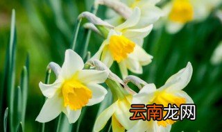 水仙花生长在哪里比较好 水仙花生长在哪里