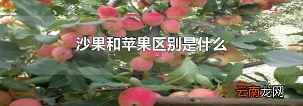 沙果和苹果区别是什么