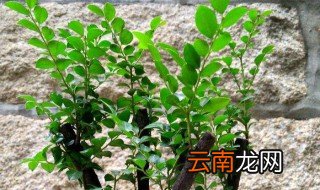 小叶紫檀树生长在哪里，紫檀树生长在什么地方