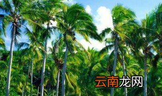 椰子树长在什么地方 椰子树生长在哪里