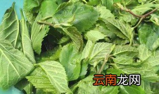 新鲜桑叶放冰箱冷藏好吗 新鲜桑叶放冰箱冷藏好吗吗