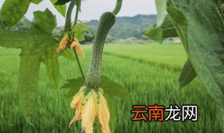 种丝瓜用什么肥料最好 关于种丝瓜用什么肥料最好