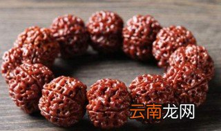 金刚菩提主要产地在哪 金刚菩提生长在哪里