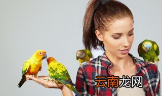 什么鸟不用关笼子里养 哪些鸟不用关笼子里养