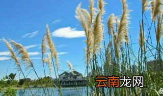 芦苇长在哪里，芦苇长在哪里?怎样画?