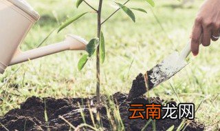 什么树根嫁接好 根嫁接好的是什么树