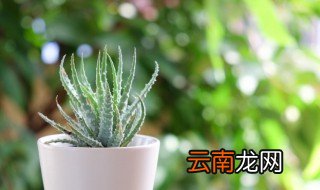 库拉索芦荟生长在哪里 芦荟生长在哪里