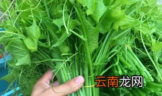 东北龙须菜的种植方法 东北龙须菜怎么种植