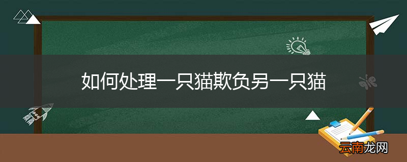 如何处理一只猫欺负另一只猫