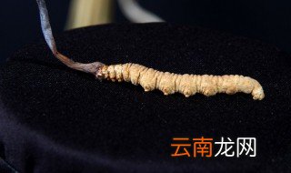 冬虫夏草长在哪里怎么来的 冬虫夏草长在哪里
