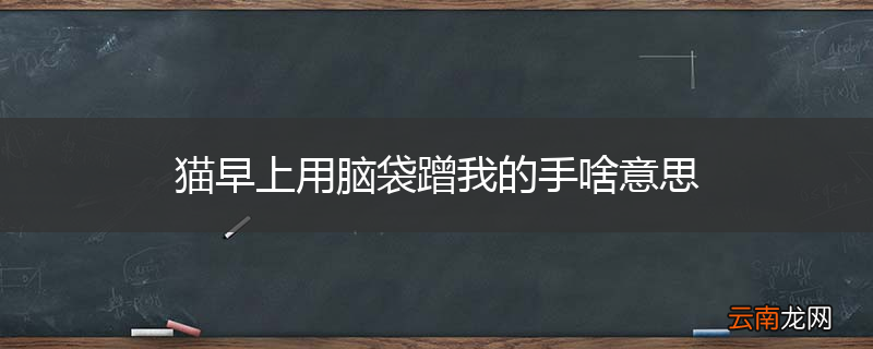 猫早上用脑袋蹭我的手啥意思