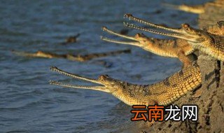鳄鱼有耳朵吗百度百科 鳄鱼的耳朵长在哪里