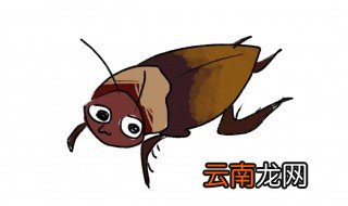 蠊虫是什么虫 美洲大蠊虫是怎样的虫