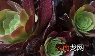 艳日伞的养殖方法注意 多肉植物艳日辉的养殖方法