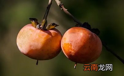 柿子去皮了还会涩口吗