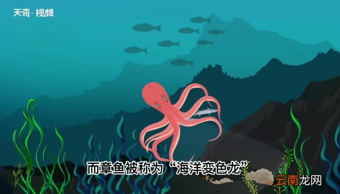 海洋变色龙是哪两种动物 海洋变色龙是哪些动物