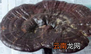 天然野生灵芝长在哪里 野生灵芝长在哪里
