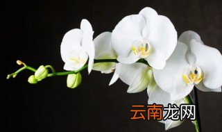白玉兰花生长在哪里 兰花生长在哪里