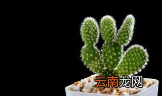 仙人掌生长在哪里 仙人掌生长的地方一般都在哪里