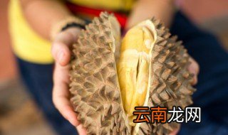 榴莲是长在哪里的,榴莲是长在哪里的怎么画