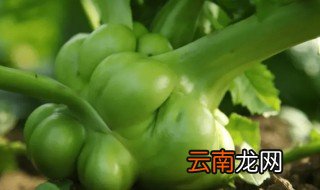 榨菜长在什么地方 榨菜生长在哪里