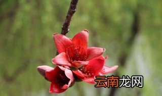 木棉花的产地在哪里 木棉花生长在哪里