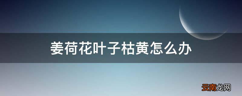 姜荷花叶子枯黄怎么办