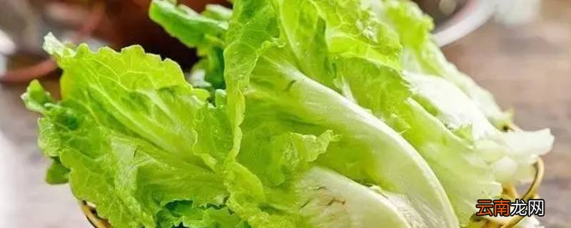 生菜实心的好还是空心的好