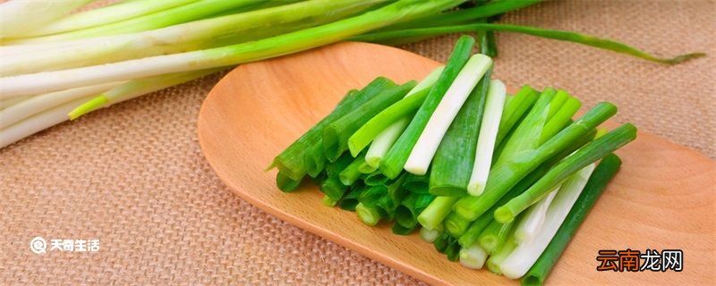 葱白是什么 葱白是什么意思