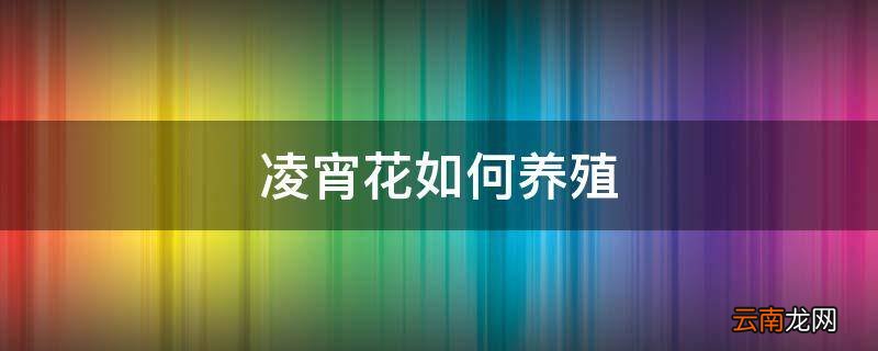 凌宵花如何养殖