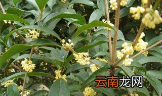 桂花树风水禁忌 桂花树有什么风水禁忌