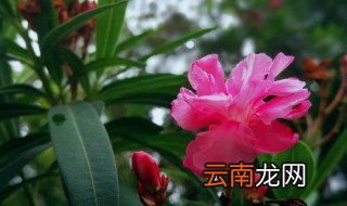 夹竹桃的禁忌 夹竹桃的禁忌是什么