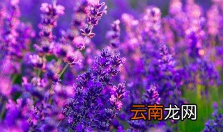 薰衣草适合在哪里生长 薰衣草怎么种才长得好